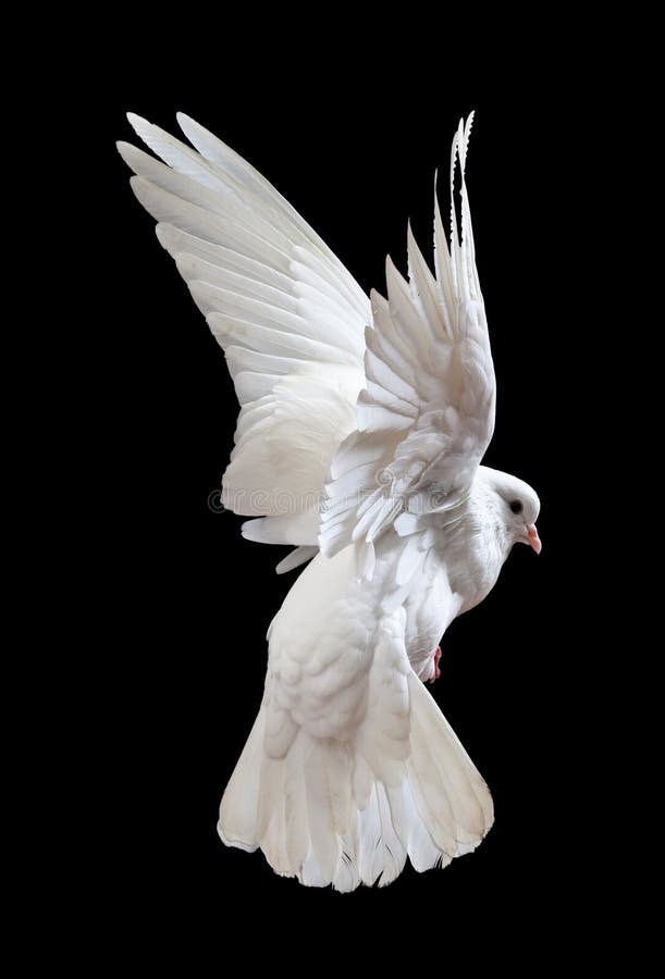 White dove isolated on black background. White dove isolated on black background.