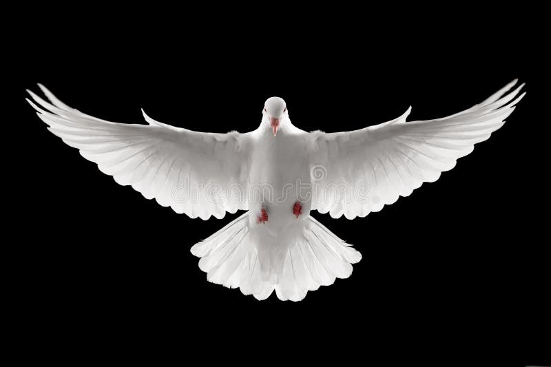 Front profile of a flying white dove, isolated. Front profile of a flying white dove, isolated