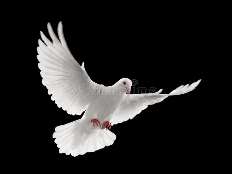 Flying white dove isolated on black background. Flying white dove isolated on black background