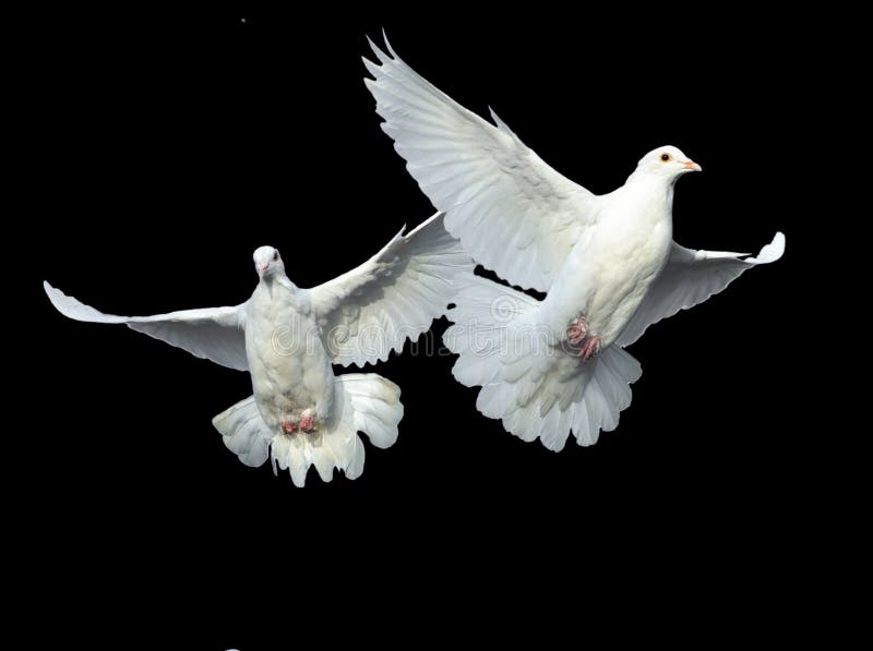 Two loving white dove in free flight with isolated black background. Two loving white dove in free flight with isolated black background