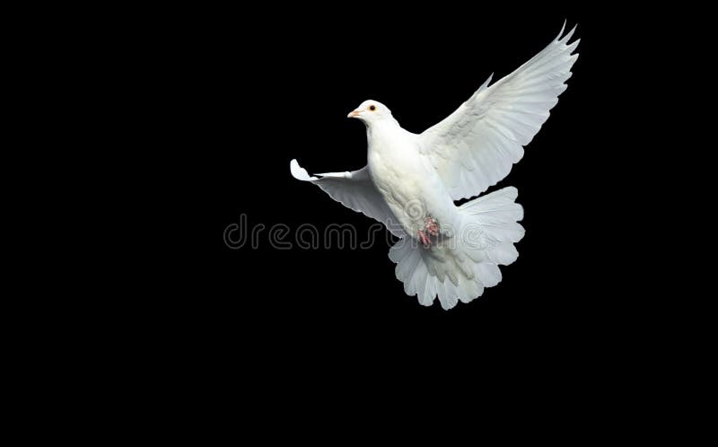 White dove in free flight with isolated black background. White dove in free flight with isolated black background