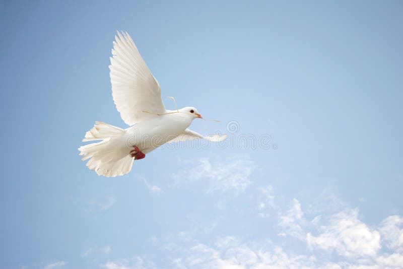 Beautiful white dove in flight carrying nesting material in her beak. Beautiful white dove in flight carrying nesting material in her beak