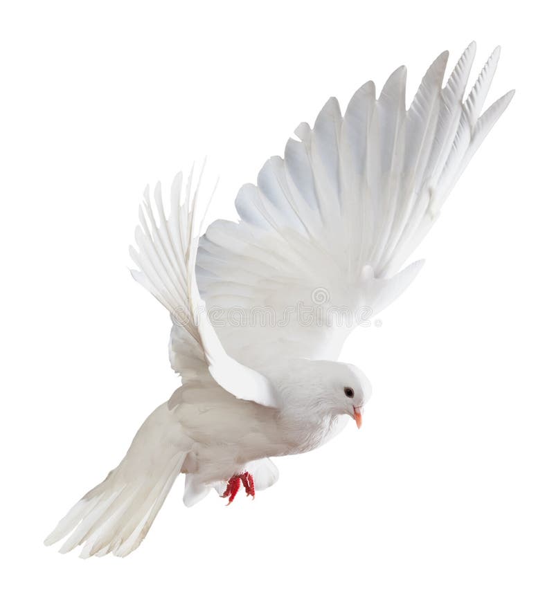 Side view of dove in flight, isolated on white background. Side view of dove in flight, isolated on white background.