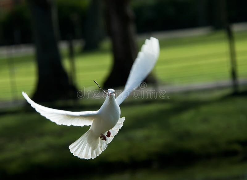 Beautiful white dove in flight, holding a small branch to build a nest in spring. Beautiful white dove in flight, holding a small branch to build a nest in spring