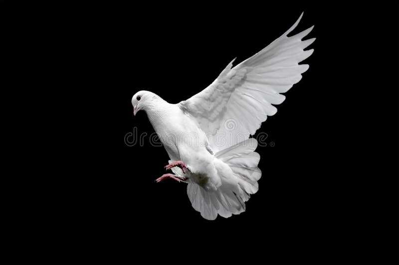 White dove isolated on black. White dove isolated on black.