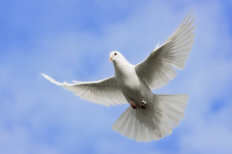 White dove flying on on the Sky. White dove flying on on the Sky.