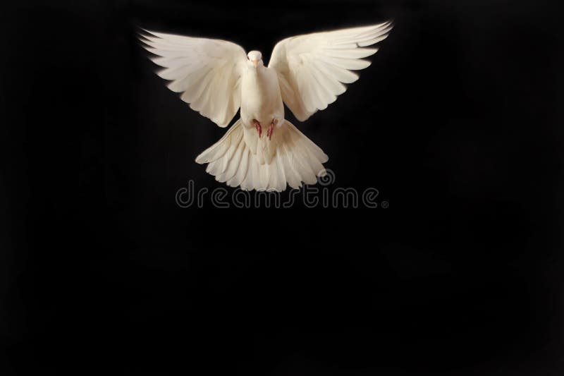 Flying white dove isolated on white. Flying white dove isolated on white