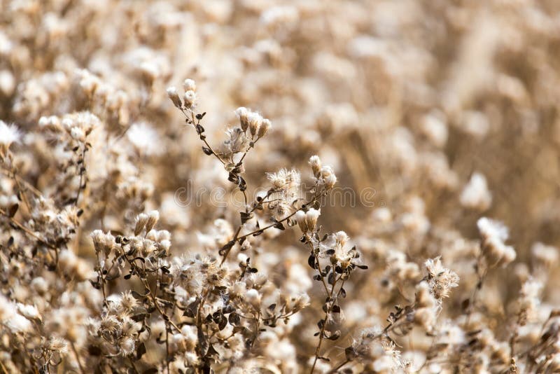 Duvet sur l'usine dehors en automne image stock Duvet sur l'usine dehors en automne image stock