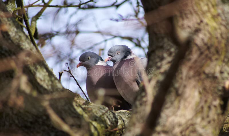 duvor royaltyfria bilder duvor royaltyfria bilder