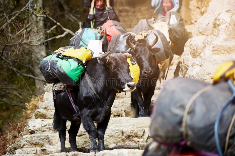 Duzi czarni Himalajscy yaks obraz royalty free Duzi czarni Himalajscy yaks obraz royalty free