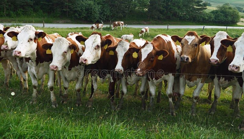 Duża grupa krów stojących w rzędzie na polnych krowach patrzących na mnie białe, brązowe krowy i zieloną trawę, wiele krowy na zew obraz stock
