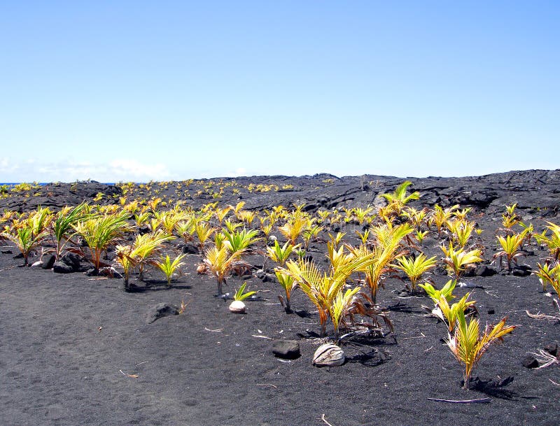 New coconut grove at Kaimu Black Sand Beach to replace that destroyed by Kilauea's lava flow in 1992. The Big Island, Hawaii. New coconut grove at Kaimu Black Sand Beach to replace that destroyed by Kilauea's lava flow in 1992. The Big Island, Hawaii