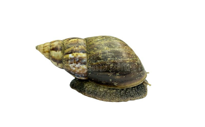 Dużego brown ślimaczka kraula przylądka wolna skorupa obraz stock Dużego brown ślimaczka kraula przylądka wolna skorupa obraz stock