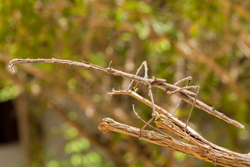 Dużego kija insekt w Zanzibar