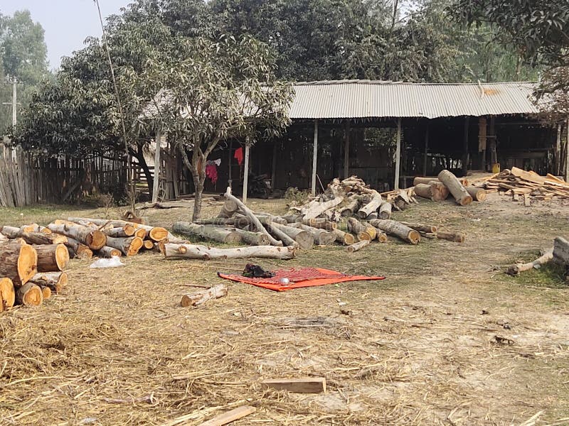 in the field we can see lots of wood ready for make furniture items. in the field we can see lots of wood ready for make furniture items