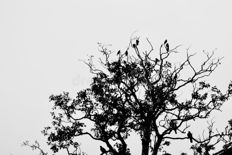 Crows perched in the top branches of a high tree. Crows perched in the top branches of a high tree