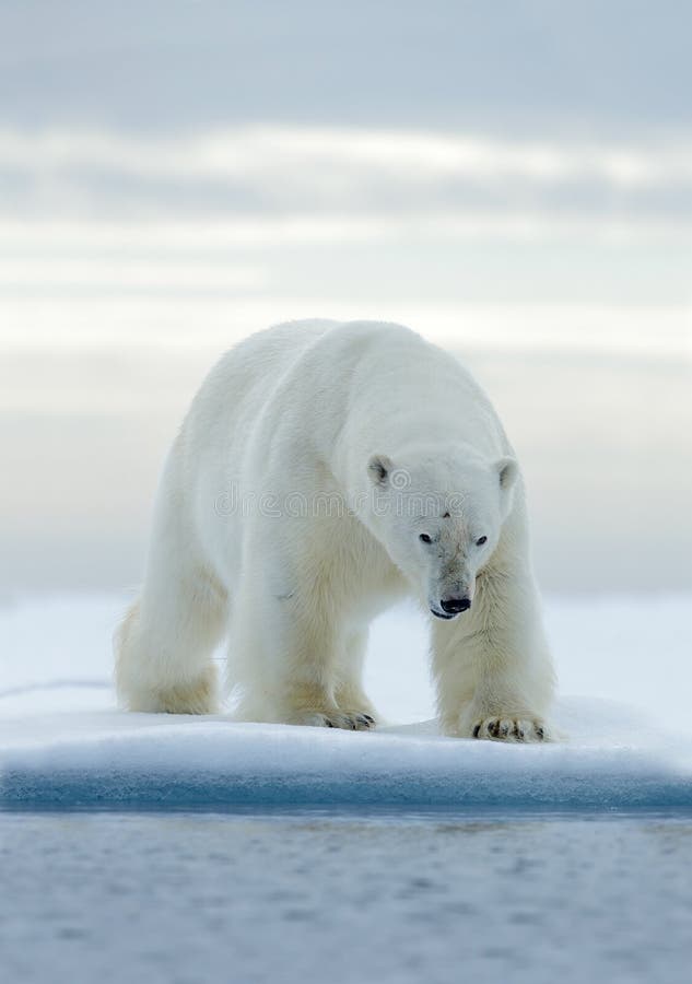 Duży biały niedźwiedź polarny na dryftowym lodzie z śniegiem, Svalbard, Norwegia zdjęcie royalty free Duży biały niedźwiedź polarny na dryftowym lodzie z śniegiem, Svalbard, Norwegia zdjęcie royalty free