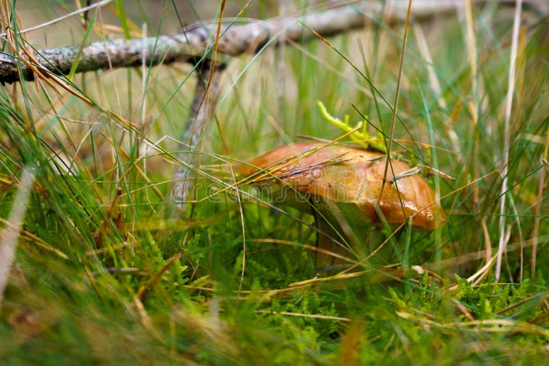 Duży brązowy mokry grzyb w lesie w sezonie jesiennym. grzyb bay bolete