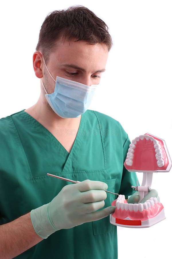 duży dentysty modela reprodukcja pokazywać zęby obrazy royalty free duży dentysty modela reprodukcja pokazywać zęby obrazy royalty free