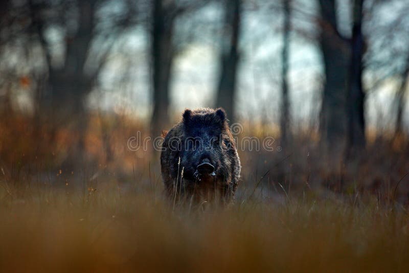 Duży Dziki knur, Sus scrofa, działająca trawy łąka, czerwony jesień las w tle Przyrody scena od natury Działający zwierzę w g zdjęcie royalty free Duży Dziki knur, Sus scrofa, działająca trawy łąka, czerwony jesień las w tle Przyrody scena od natury Działający zwierzę w g zdjęcie royalty free