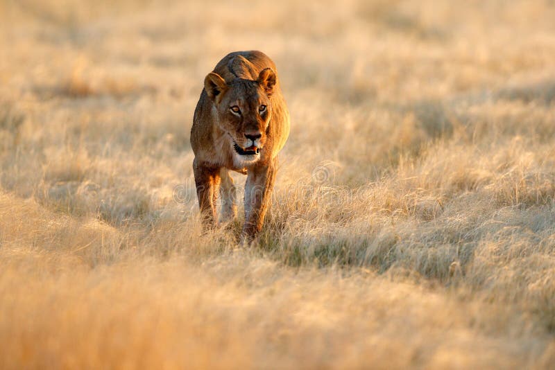 Duży gniewny żeński lew w Etosha NP, Namibia Afrykański lwa odprowadzenie w trawie z pięknym wieczór światłem, Przyrody scena od fotografia royalty free Duży gniewny żeński lew w Etosha NP, Namibia Afrykański lwa odprowadzenie w trawie z pięknym wieczór światłem, Przyrody scena od fotografia royalty free