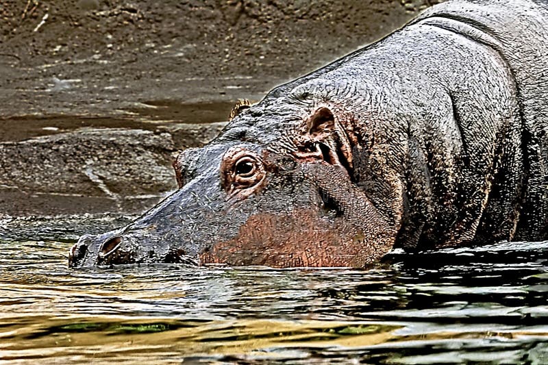 Duży hipopotamus Hippopotamus amphibius jest częściowo zanurzony w wodzie. obraz royalty free