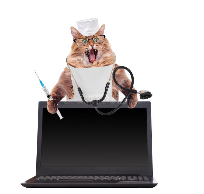 Duży kostrzewiasty kot jest bardzo śmiesznym pozycją Laptop obrazy stock Duży kostrzewiasty kot jest bardzo śmiesznym pozycją Laptop obrazy stock