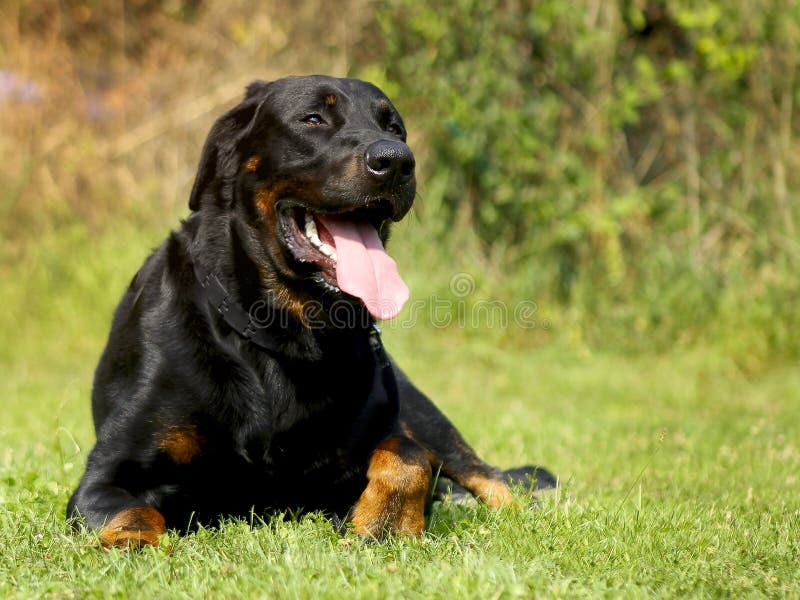Duży Psi Beauceron - Piękny traken fotografia stock Duży Psi Beauceron - Piękny traken fotografia stock