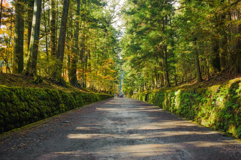 Duży sosny i jesieni ulistnienie w Nikko Shoyoen uprawia ogródek przy nikk fotografia stock Duży sosny i jesieni ulistnienie w Nikko Shoyoen uprawia ogródek przy nikk fotografia stock