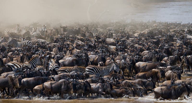 Duży stado wildebeest jest o Mara rzece wielka migracja Kenja Tanzania Masai Mara park narodowy
