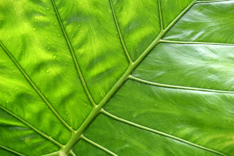 Duży zielony tropikalny liścia tło - Gigantyczny Pionowy słonia ucho zakończenie