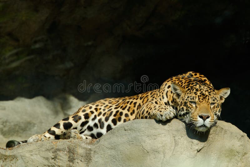 Duży łaciasty kota lankijczyka lampart, Panthera pardus kotiya, kłama na kamieniu w skale, Yala park narodowy, Sri Lanka