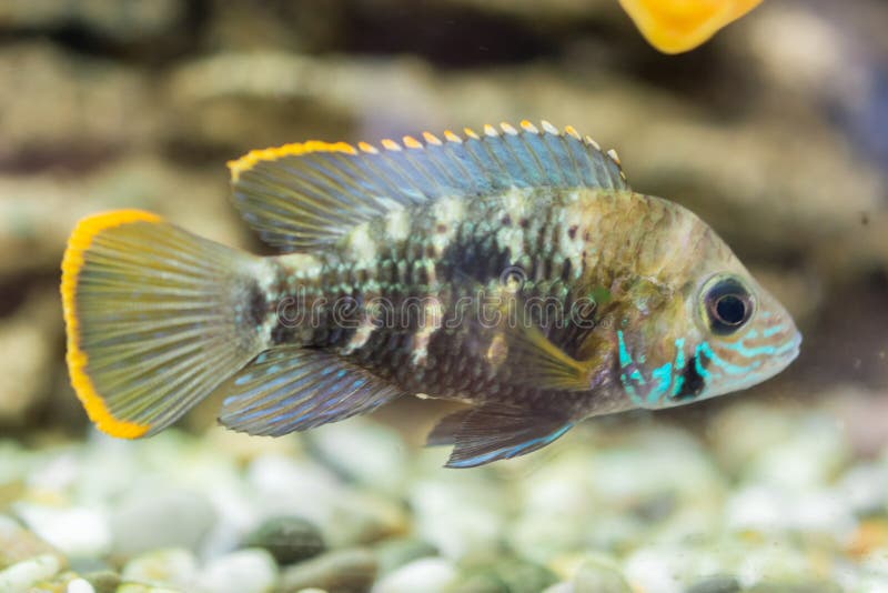 Dv?rg- Cichlid f?r akvariefisk Den Apistogramma nijssenien är art av cichlidfisken, endemisk till högt inskränkta lokala svarta v fotografering för bildbyråer Dv?rg- Cichlid f?r akvariefisk Den Apistogramma nijssenien är art av cichlidfisken, endemisk till högt inskränkta lokala svarta v fotografering för bildbyråer