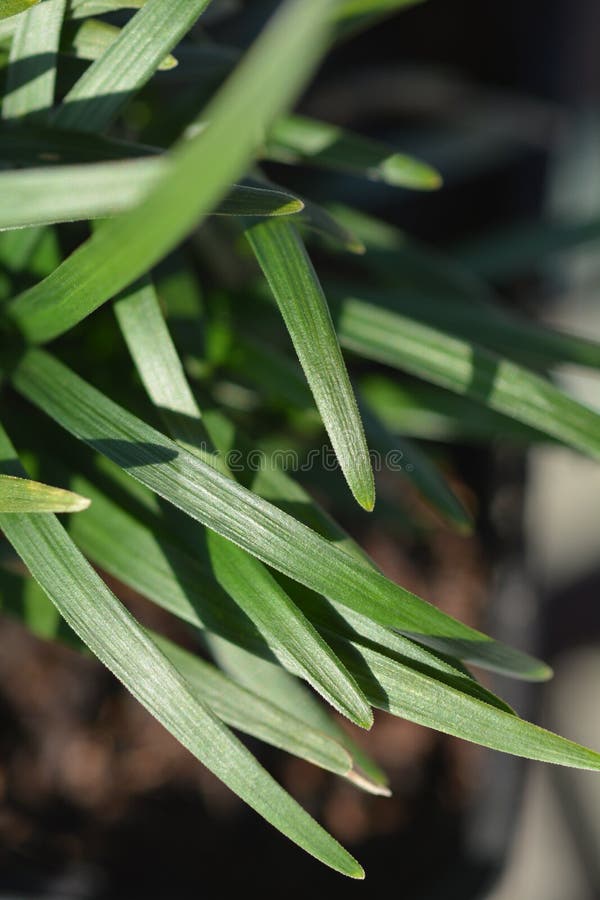 Dwarf Mondo Grass leaves - Latin name - Ophiopogon japonicus Minor. Dwarf Mondo Grass leaves - Latin name - Ophiopogon japonicus Minor