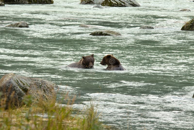 Dwa Alaskiego Brown niedźwiedzia łowi dla łososia w Chilkoot rzece obraz stock Dwa Alaskiego Brown niedźwiedzia łowi dla łososia w Chilkoot rzece obraz stock