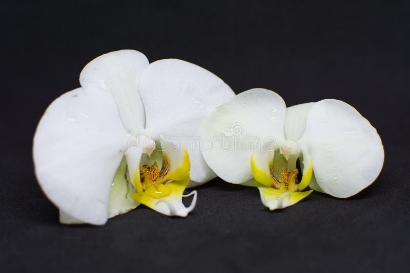 Dwa biel orchidei okwitnięcia na czarnym tle zdjęcia royalty free Dwa biel orchidei okwitnięcia na czarnym tle zdjęcia royalty free