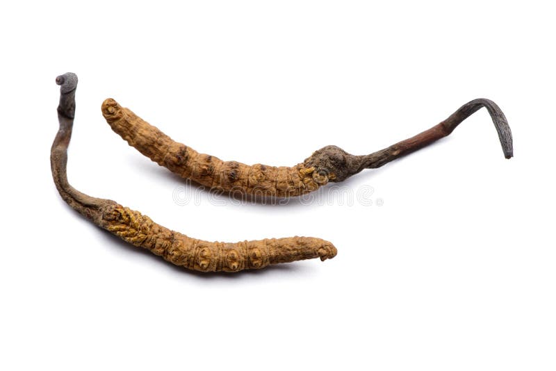 Dwa cordyceps świeży sinensis pojedynczy białe tło zdjęcie royalty free Dwa cordyceps świeży sinensis pojedynczy białe tło zdjęcie royalty free