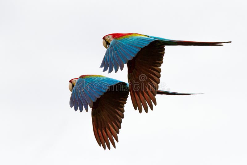 Two red parrots in flight. Macaw flying, white background, isolated birds,red and green Macaw in tropical forest, Brazil, Wildlife scene from tropical nature. Pair of beautiful birds in flying. Two red parrots in flight. Macaw flying, white background, isolated birds,red and green Macaw in tropical forest, Brazil, Wildlife scene from tropical nature. Pair of beautiful birds in flying