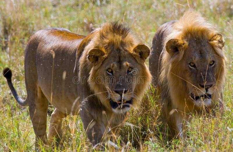 Dwa dużego męskiego lwa na polowaniu Park Narodowy Kenja Tanzania mara masajów kmieć zdjęcia royalty free Dwa dużego męskiego lwa na polowaniu Park Narodowy Kenja Tanzania mara masajów kmieć zdjęcia royalty free