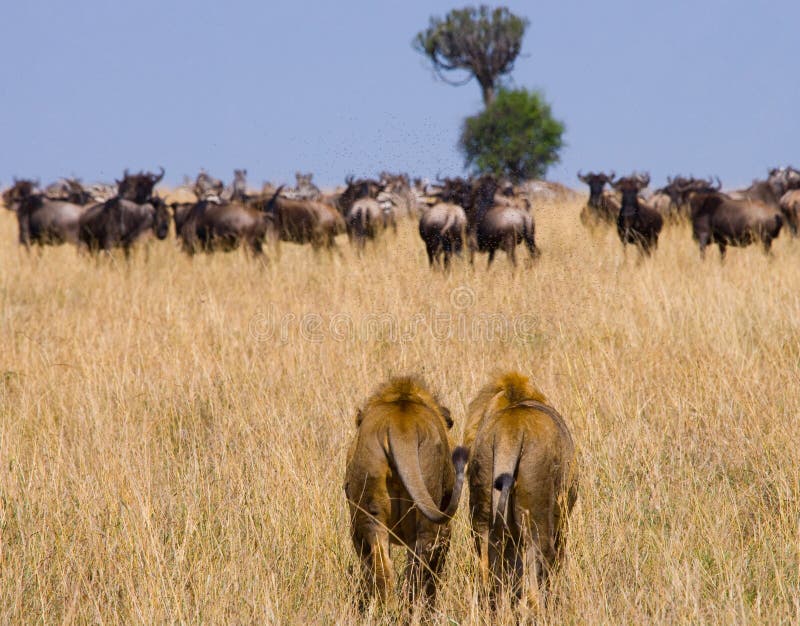 Dwa dużego męskiego lwa na polowaniu Park Narodowy Kenja Tanzania mara masajów kmieć obrazy stock Dwa dużego męskiego lwa na polowaniu Park Narodowy Kenja Tanzania mara masajów kmieć obrazy stock