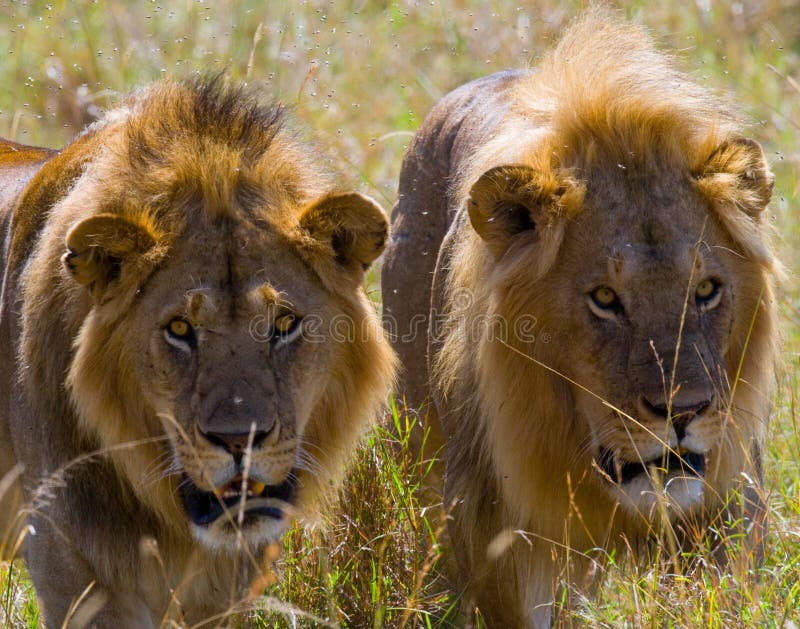 Dwa dużego męskiego lwa na polowaniu Park Narodowy Kenja Tanzania mara masajów kmieć zdjęcia stock Dwa dużego męskiego lwa na polowaniu Park Narodowy Kenja Tanzania mara masajów kmieć zdjęcia stock