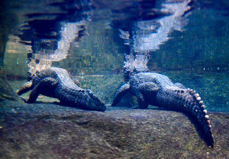 This is a Picture of two Dwarf Crocodiles resting on a ledge underwater in their habitat at the Lincoln Park Zoo located in Chicago, Illinois in Cook County. This picture was taken on January 7, 2019. This is a Picture of two Dwarf Crocodiles resting on a ledge underwater in their habitat at the Lincoln Park Zoo located in Chicago, Illinois in Cook County. This picture was taken on January 7, 2019.