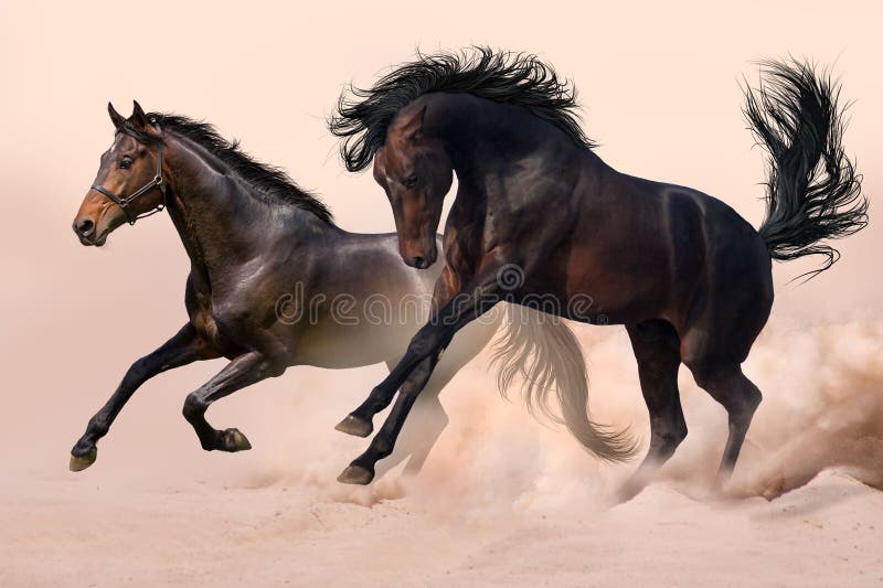 Two horses run gallop in dust. Two horses run gallop in dust