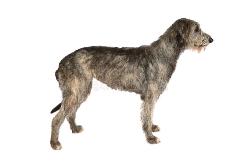 Dwa lat Irlandzkiego wolfhound pies obraz stock Dwa lat Irlandzkiego wolfhound pies obraz stock