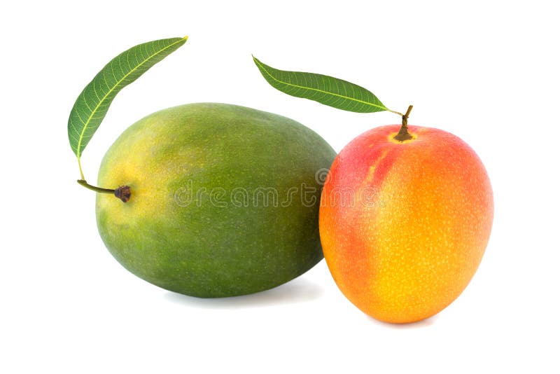 Dwa mango z liściem odizolowywającym na bielu obraz royalty free Dwa mango z liściem odizolowywającym na bielu obraz royalty free