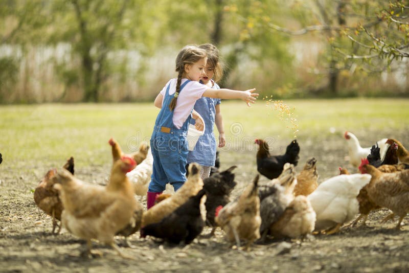 Dwa mała dziewczynka żywieniowego kurczaka