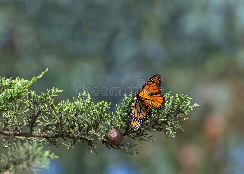 Dwa monarchicznego motyla matuje w drzewie fotografia royalty free Dwa monarchicznego motyla matuje w drzewie fotografia royalty free