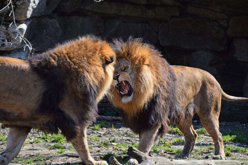 Dwa męskiego Afrykańskiego lwa walczą i ryczą w zoo