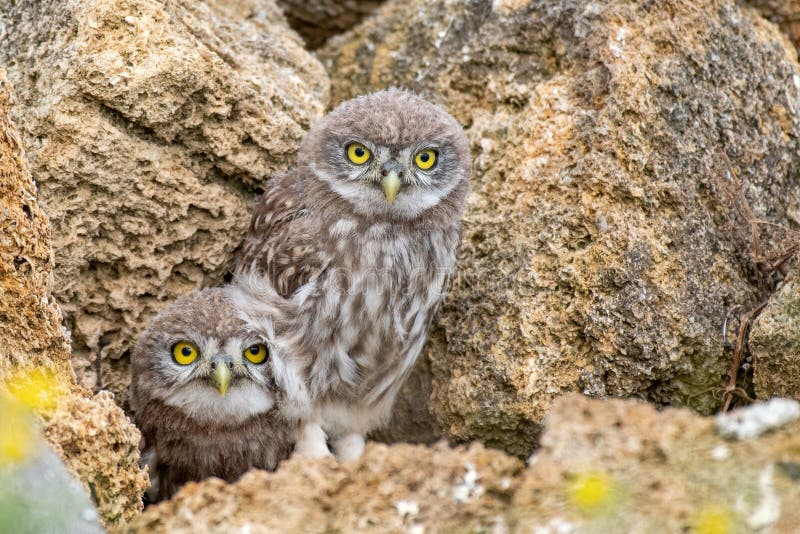 Two young Little owl, Athene noctua, peeking out of a hole in the rocks. Two young Little owl, Athene noctua, peeking out of a hole in the rocks.