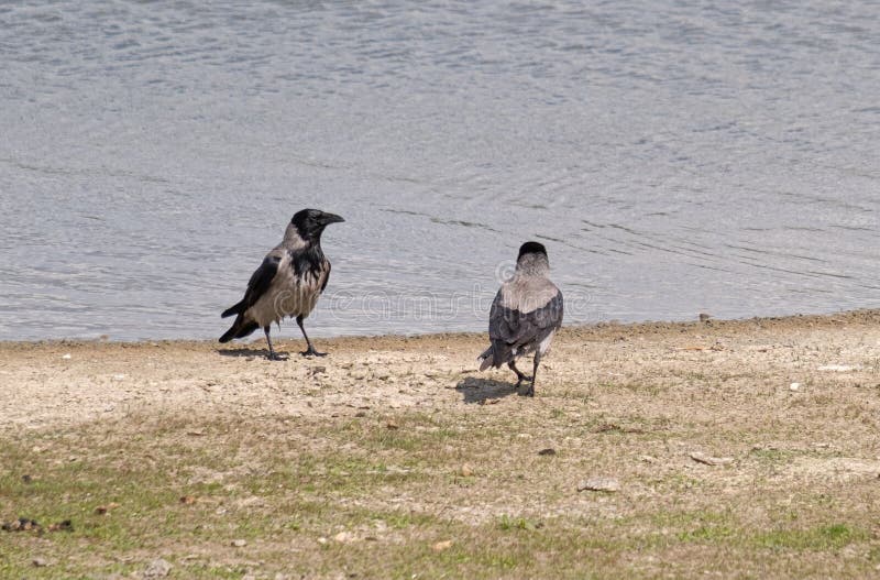 Two hooded crows Corvus cornix at a pool nearby Berlin, Germany, chatting after a bath on a hot summer day. They also called Danish crow or Schottisch crow. Two hooded crows Corvus cornix at a pool nearby Berlin, Germany, chatting after a bath on a hot summer day. They also called Danish crow or Schottisch crow.